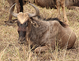 Gnu